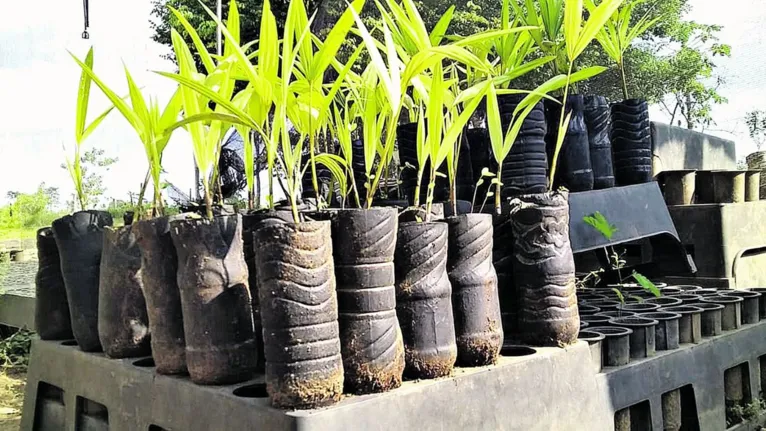 Pará que orgulha: plantação mais sustentável