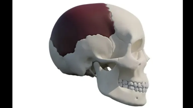 O objeto foi esculpido no osso parietal de um crânio humano