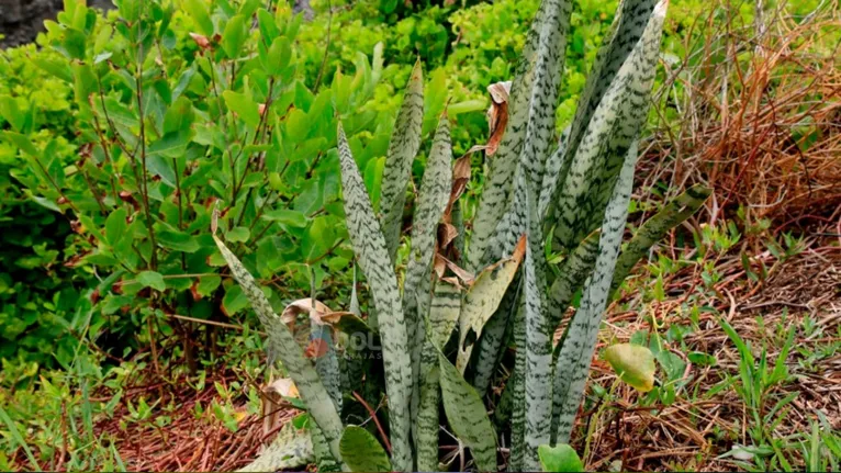 Espada de São Jorge também está na lista das “plantas mais venenosas do mundo”.