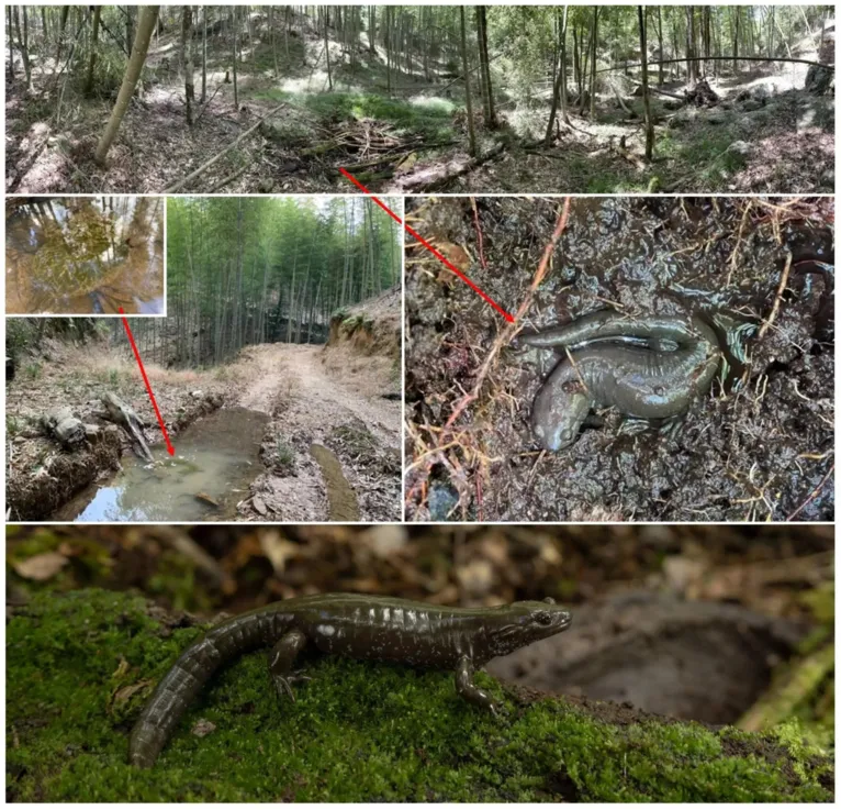 Nova espécie de salamandra, Hynobius bambusicolus, encontrada na vegetação rasteira de uma floresta de bambu na China