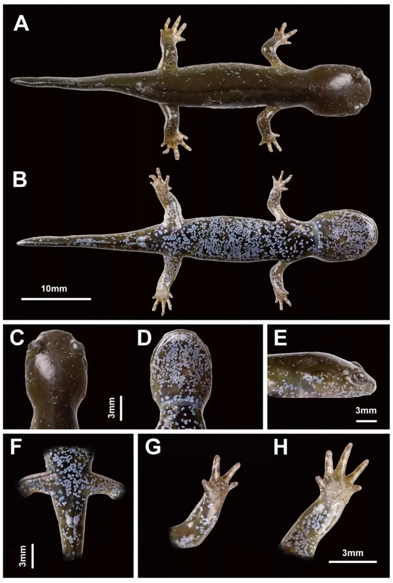 Nova espécie de salamandra, Hynobius bambusicolus, encontrada na vegetação rasteira de uma floresta de bambu na China