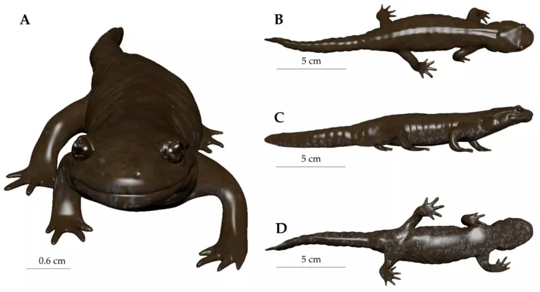 Representação em 3D da nova espécie de salamandra, Hynobius bambusicolus, encontrada na vegetação rasteira de uma floresta de bambu na China