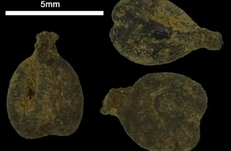 Antigas sementes de uva sob um microscópio