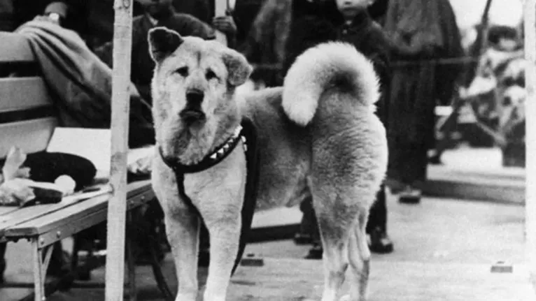 A história do animal é ensinada até hoje em escolas japonesas