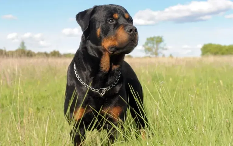 Descubra qual raça de cachorro combina com o seu signo