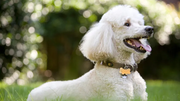 Descubra qual raça de cachorro combina com o seu signo