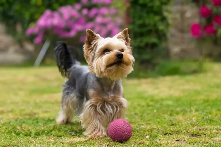 Descubra qual raça de cachorro combina com o seu signo