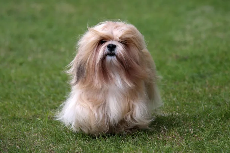 Descubra qual raça de cachorro combina com o seu signo