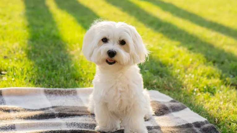 Descubra qual raça de cachorro combina com o seu signo