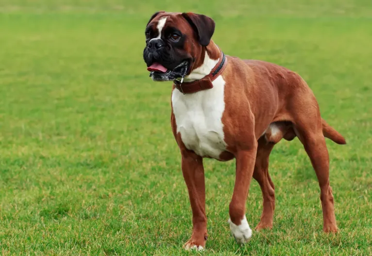 Descubra qual raça de cachorro combina com o seu signo