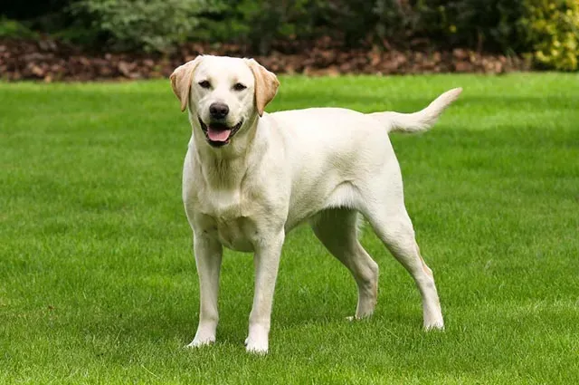 Descubra qual raça de cachorro combina com o seu signo