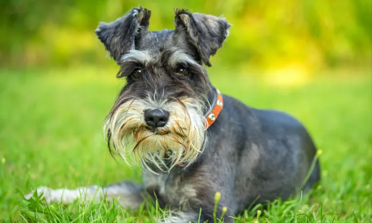 Descubra qual raça de cachorro combina com o seu signo