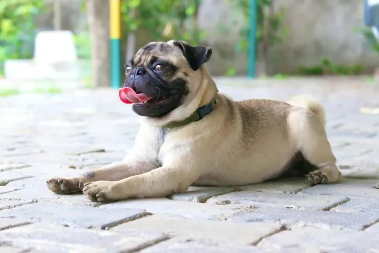 Descubra qual raça de cachorro combina com o seu signo