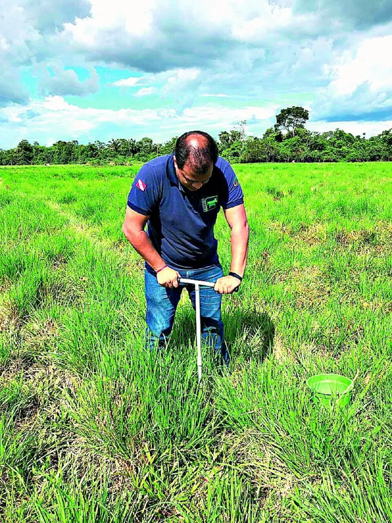 Pecuária intensiva atua no sequestro de carbono