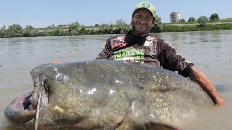 O peixe-gato capturado pode ter entre 20 e 30 anos.