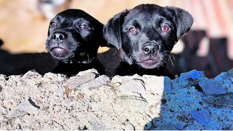 Segundo pesquisa, milhares de animais são abandonados no Brasil todos os anos, o que é considerado crime ambiental