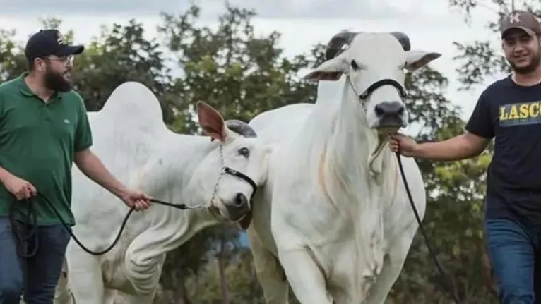 Henrique e Juliano cuidando de suas criações de gado