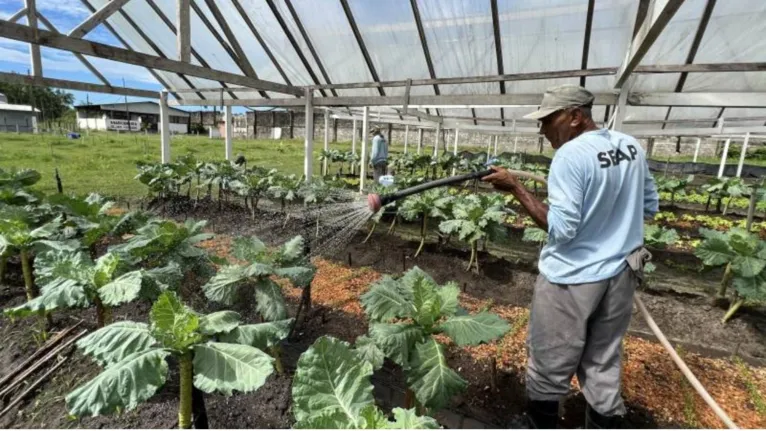 Produção agrícola é destaque no sistema penal do Pará