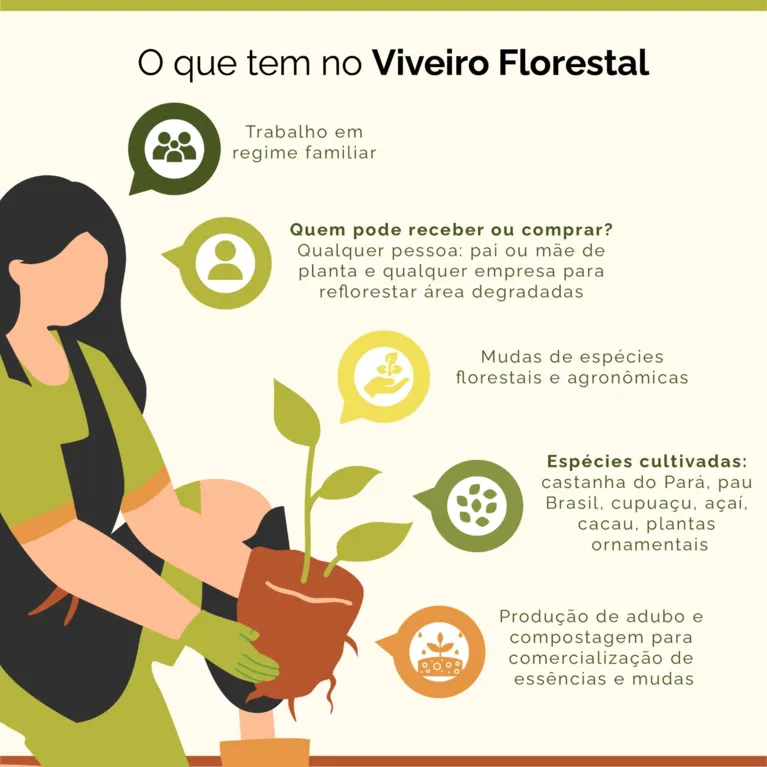 Viveiro florestal: oásis ajuda na recomposição ambiental