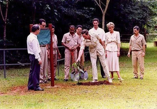 Princesa Diana e Príncipe Charles plantando um pé de Castanha do Pará, em Parauapebas