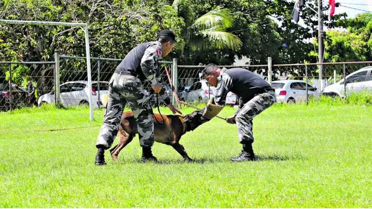 Cães são essenciais em operações de resgate e fiscalização