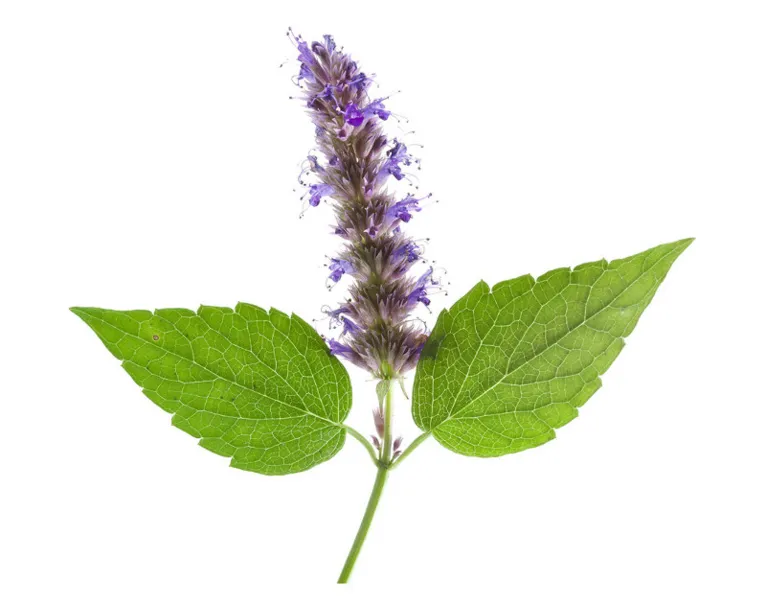 Flor de patchouli