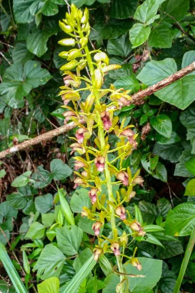 A planta pertencente ao gênero Eulophia alta