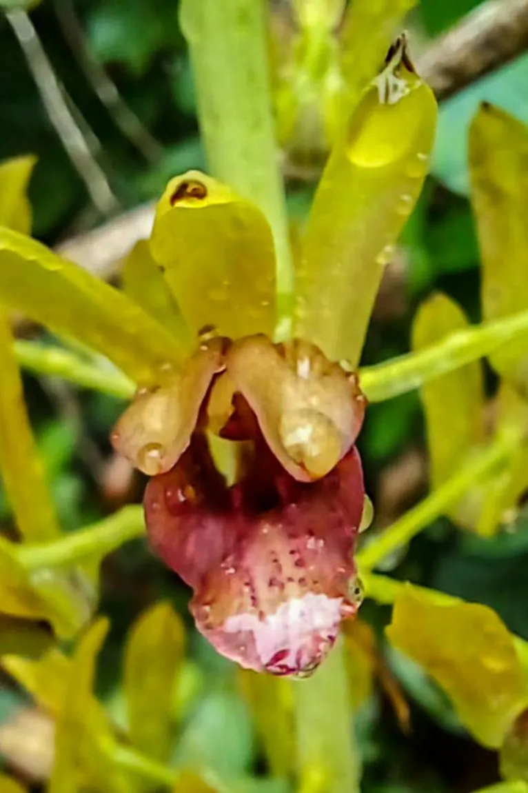 O vegetal foi encontrado em uma borda de vegetação secundária próximo ao espaço “Recanto da Volta”