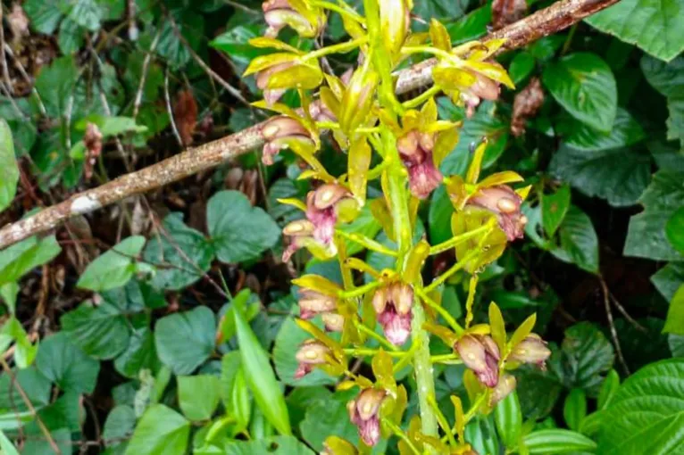 Com o achado, a família das Orchidaceae chega à marca de 33 espécies descritas