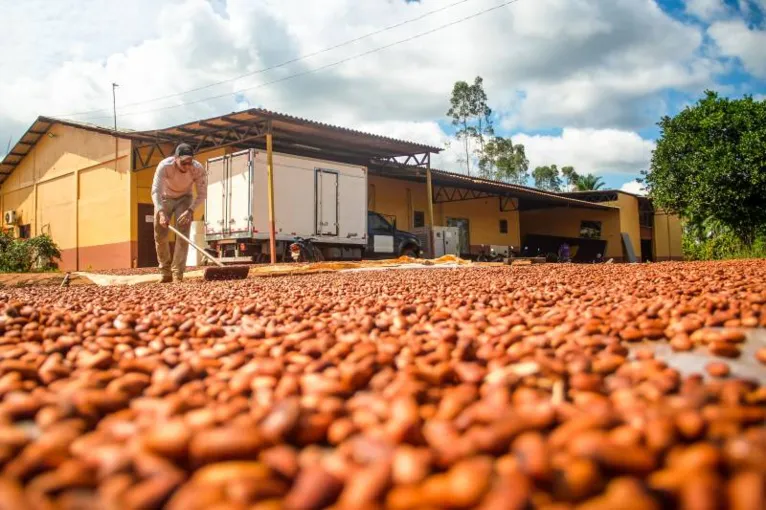 Pará é detentor de quase 145 mil toneladas o que corresponde a mais de 53% de toda produção nacional