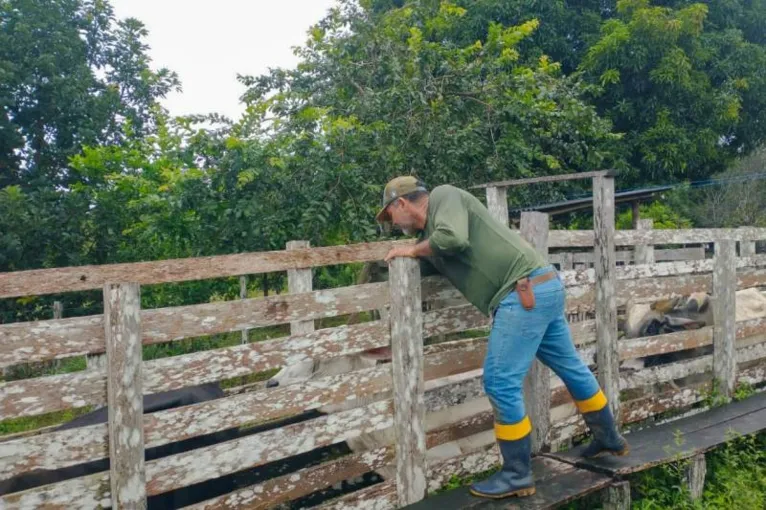 Vacinando os animais para protegê-los da febre aftosa