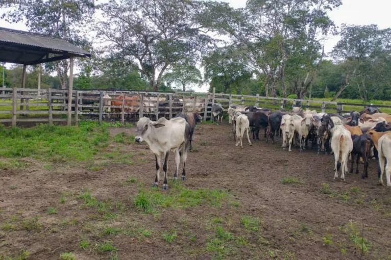 Faro e Terra Santa possuem rebanho total aproximado de 45 mil animais. 70% são bovinos e 30% bubalinos.