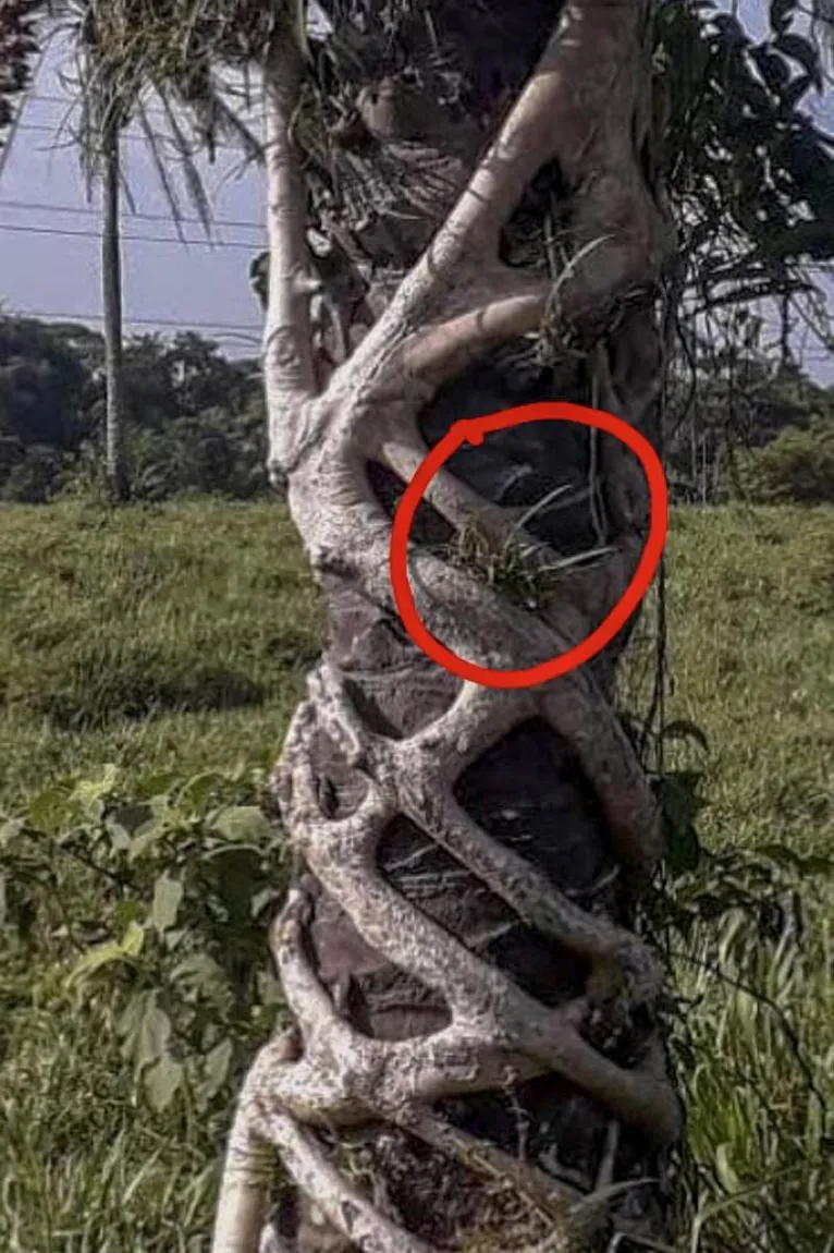 O exemplar foi encontrado entre as raízes de um apuí