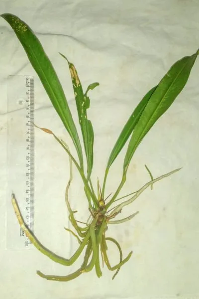 Até o momento, 832 espécies de plantas e fungos foram catalogados