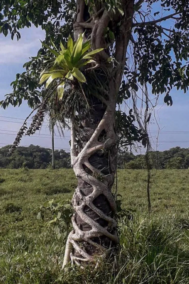 O exemplar foi encontrado entre as raízes de um apuí