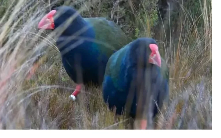 18 takahēs foram soltas no Vale de Greenstone, em Whakatipu Waimāori, uma área de propriedade da tribo Ngāi Tahu