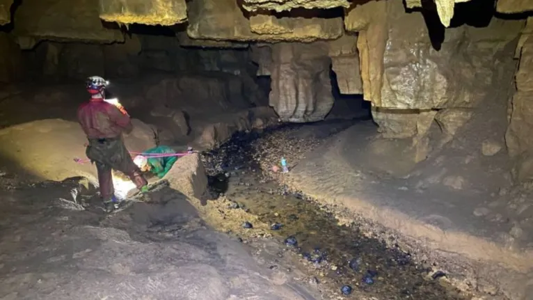 Paraenses descobrem fóssil de "preguiça gigante" em Aveiro