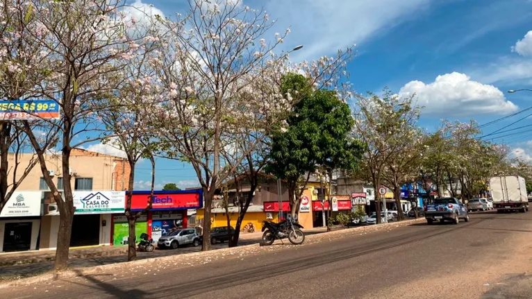 O período de florada dos ipês proporciona cenários exuberantes e presenteando a cidade com ruas mais coloridas.