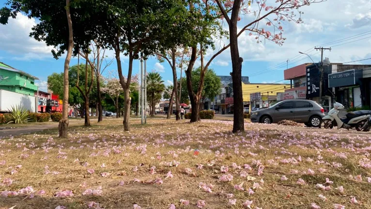 Florada de Ipês deixam a cidade mais bonita