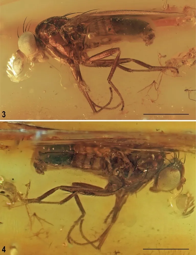 A espécie de mosca extinta e até hoje desconhecida pela ciência