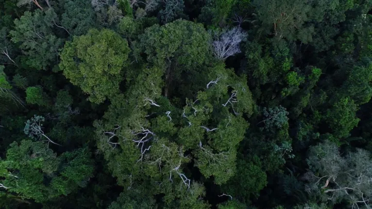 Vista área da Floresta Amazônica