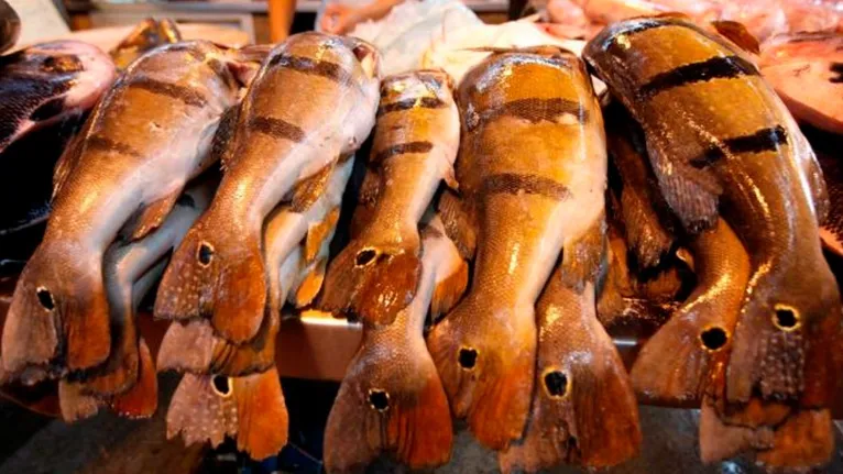 Estima-se que em Marabá a pesca anual supere 20 mil toneladas