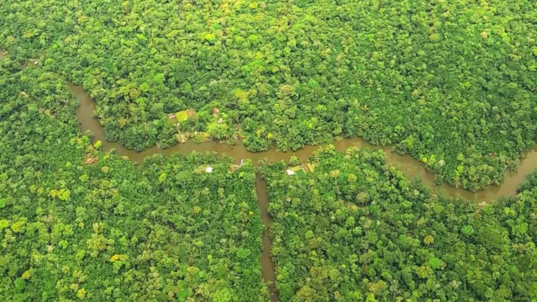 Recuperação de florestas pode render R$ 13 bilhões ao Pará