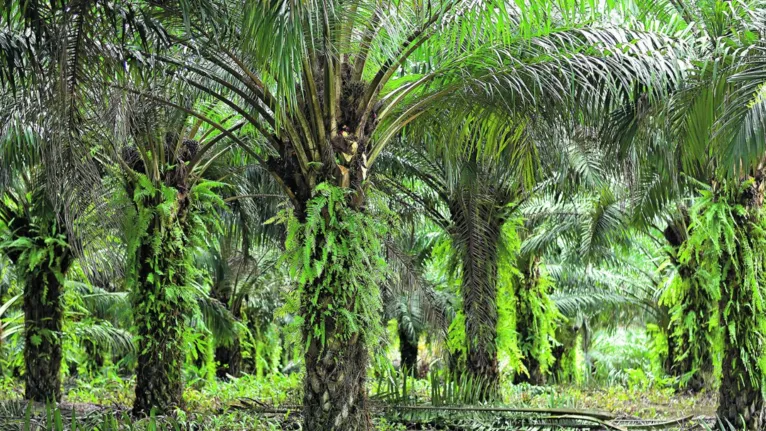 Árvores adultas da palma de óleo: BBF possui mais de 75 mil hectares plantados e 60 mil de preservação