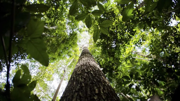 Recuperação de florestas pode render R$ 13 bilhões ao Pará