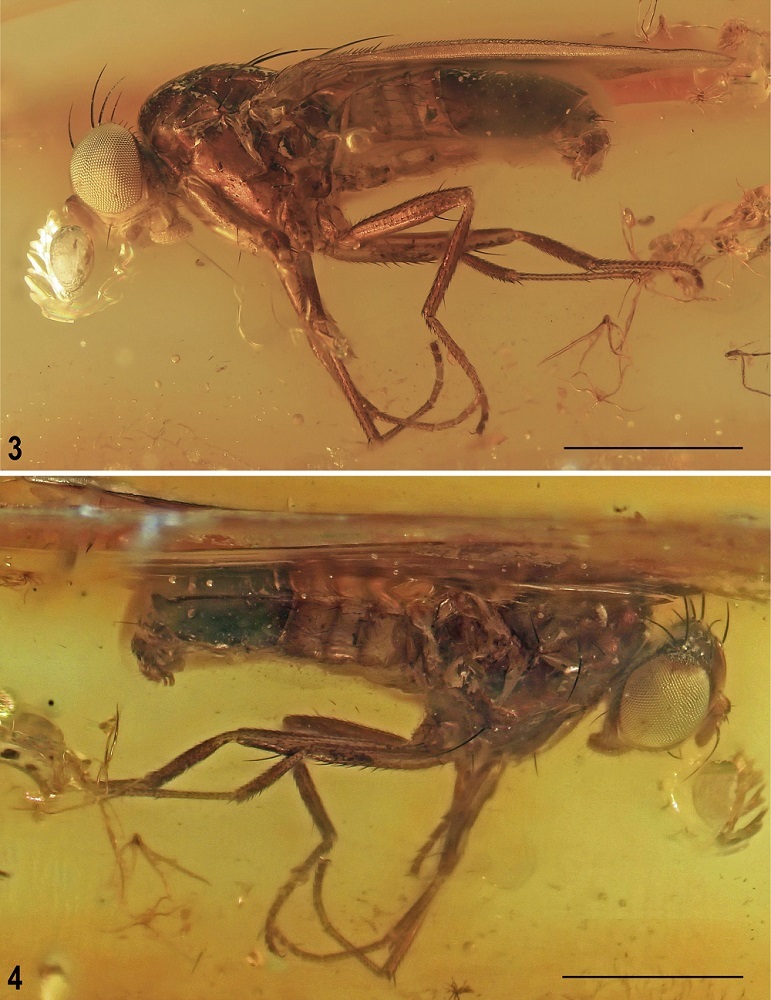 Extinct species of flies are still unknown to science