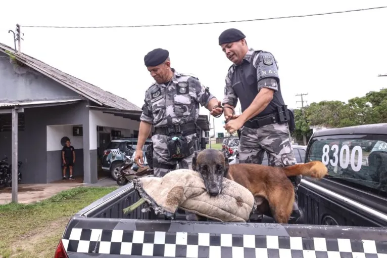 Estado investe em animais de raça na segurança pública