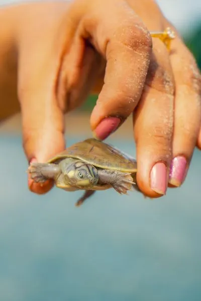 As tartarugas são fundamentais para o ecossistema amazônico