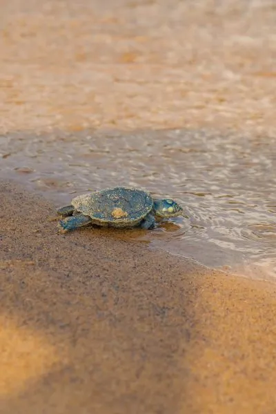 As tartarugas são fundamentais para o ecossistema amazônico