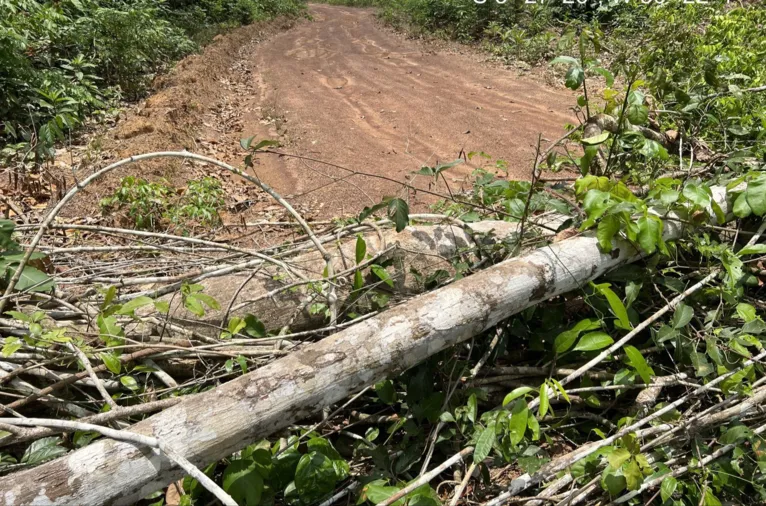 Criminosos derrubaram árvores na estrada para tentar impedir a passagem dos agentes federais.